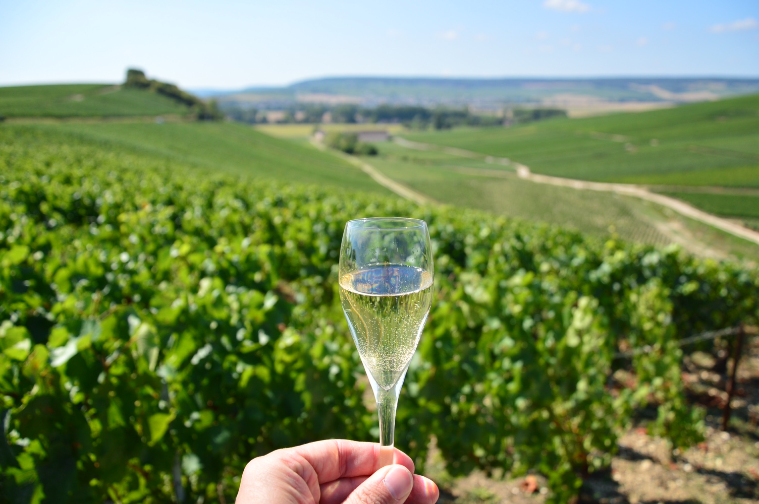 Taça de champagne nos vinhedos
